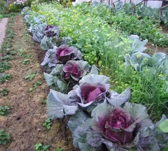 How beautiful it is to make beds in the garden + photo