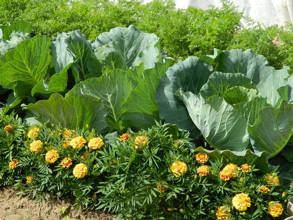 How beautiful it is to make beds in the garden + photo