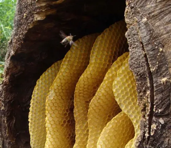 How beekeepers collect honey