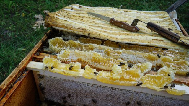 How beekeepers collect honey