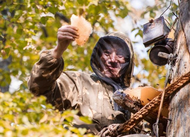 How beekeepers collect honey