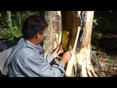 How beekeepers collect honey