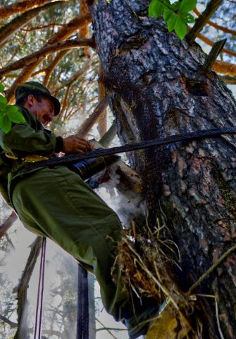 How beekeepers collect honey