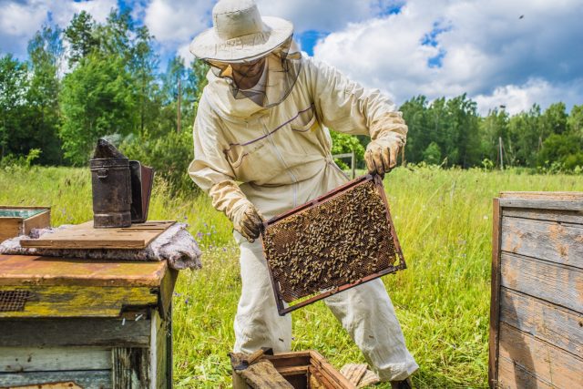 How beekeepers collect honey