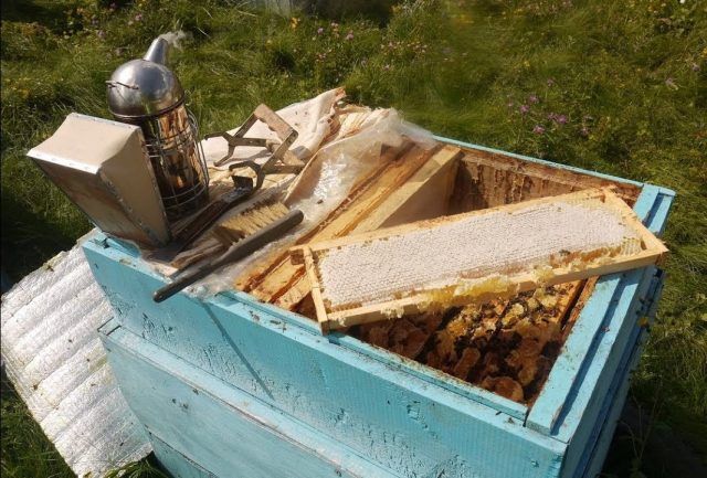 How beekeepers collect honey