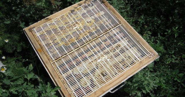 How beekeepers collect honey