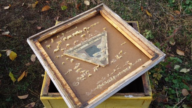 How beekeepers collect honey