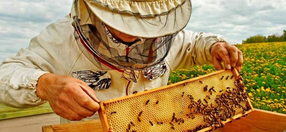 How beekeepers collect honey