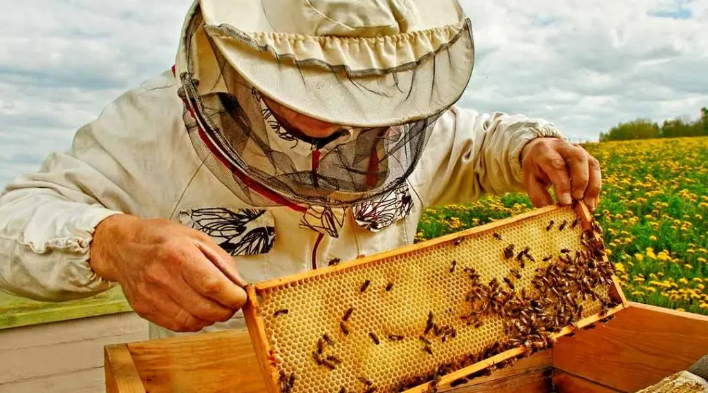 How beekeepers collect honey