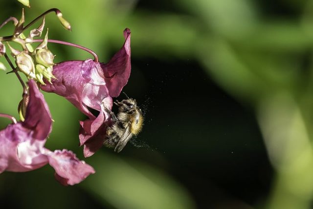 How bees collect pollen