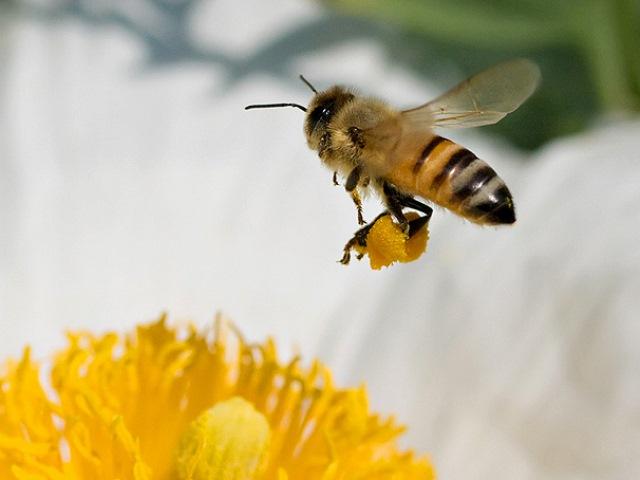 How bees collect pollen