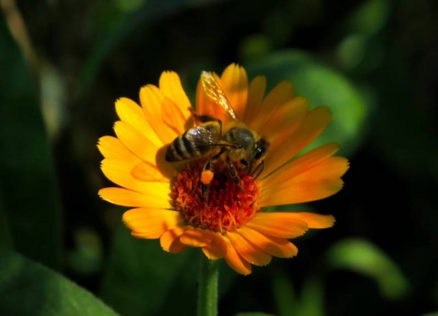 How bees collect pollen