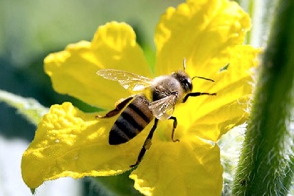 How bees collect pollen