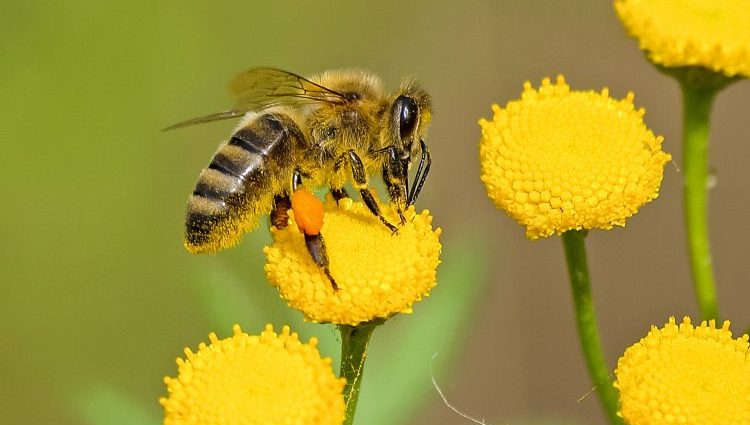 How bees collect pollen