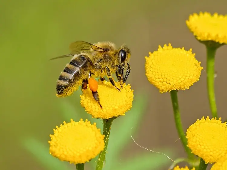 How bees collect pollen