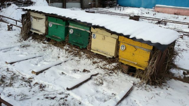 How bees hibernate in plastic hives