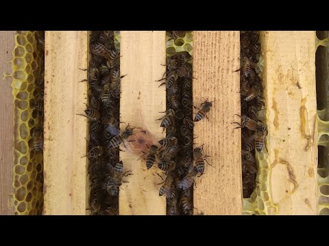 How bees hibernate in plastic hives