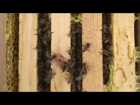 How bees hibernate in plastic hives