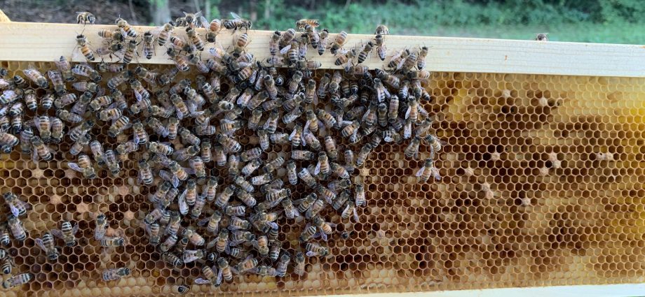 How bees hibernate in plastic hives