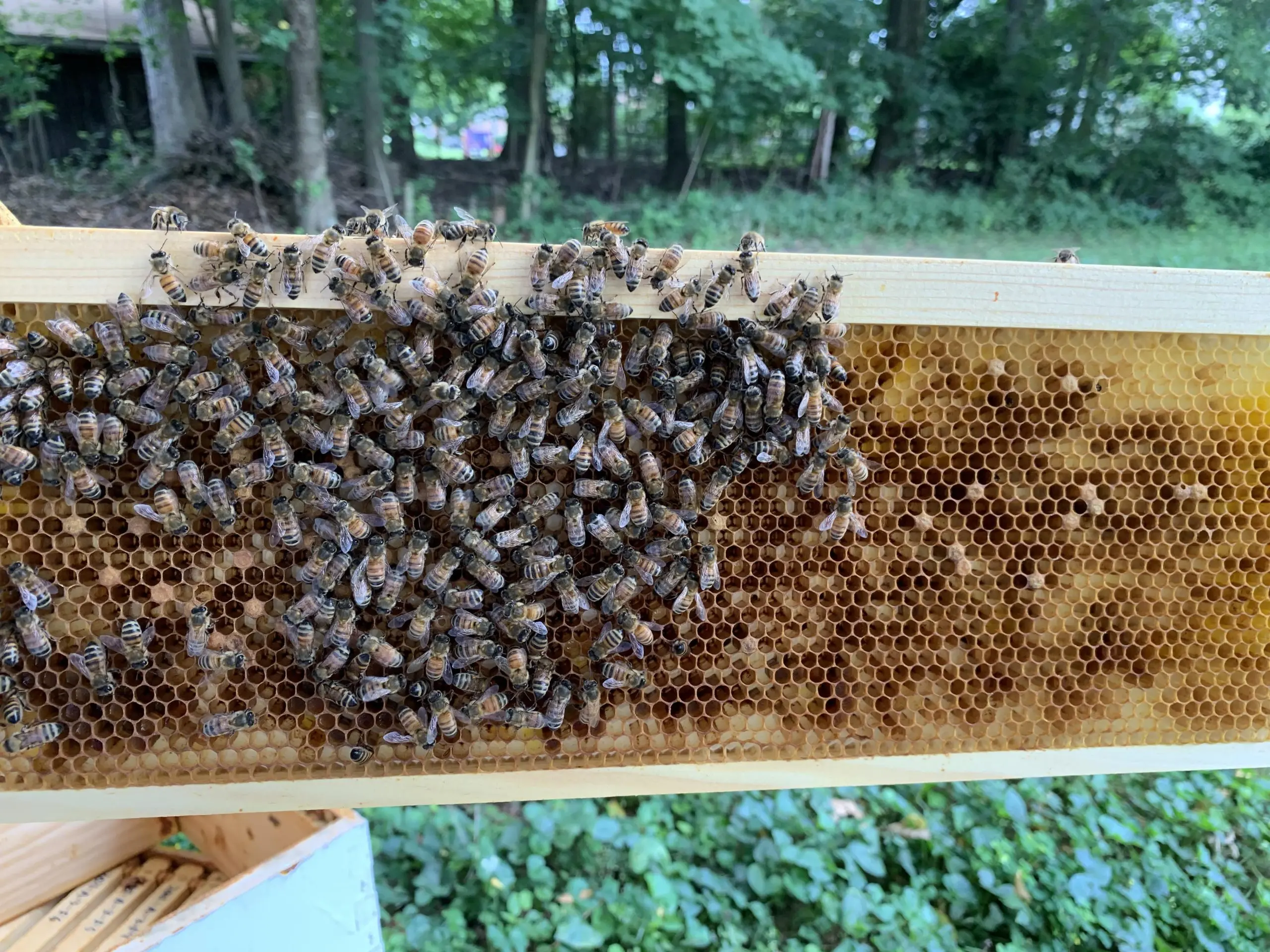 How bees hibernate in plastic hives