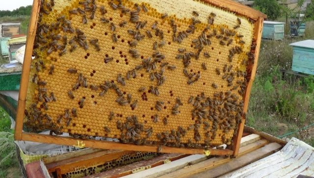 How bees make wax