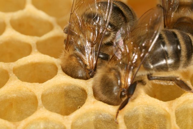 How bees make wax