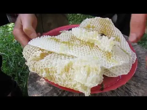 How bees make wax