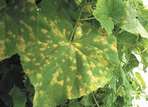 How can I extend the fruiting of cucumbers in a greenhouse