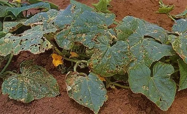 How can I extend the fruiting of cucumbers in a greenhouse