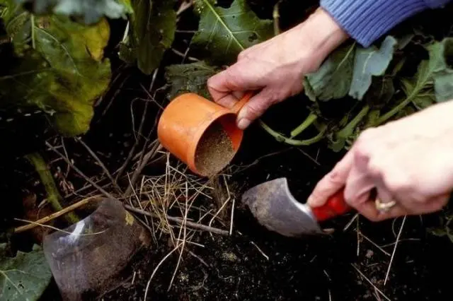 How can I extend the fruiting of cucumbers in a greenhouse