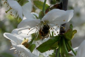 How cherries are pollinated - self-fertile and self-fertile