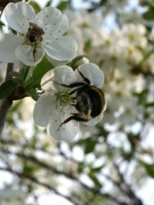 How cherries are pollinated - self-fertile and self-fertile