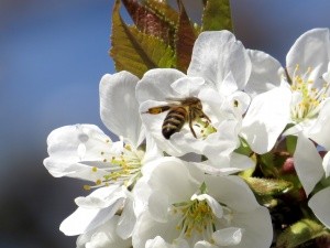 How cherries are pollinated - self-fertile and self-fertile