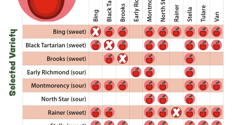 How cherries are pollinated &#8211; self-fertile and self-fertile