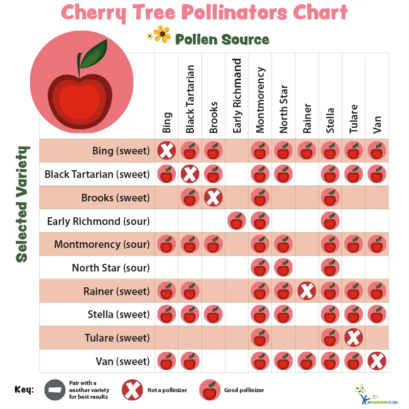 How cherries are pollinated &#8211; self-fertile and self-fertile