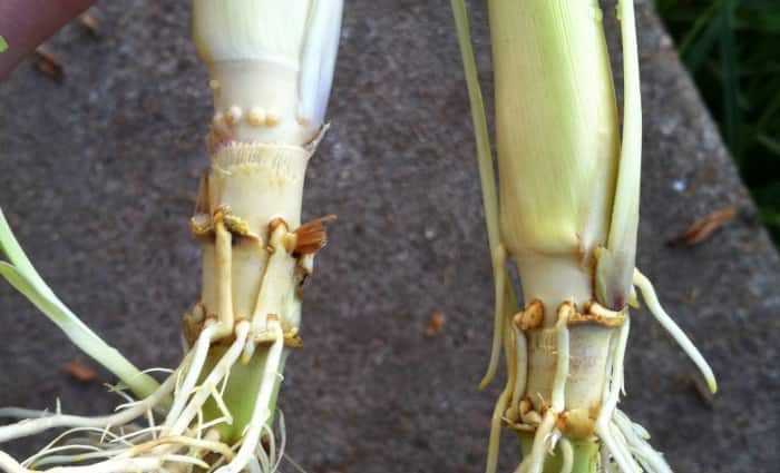 How Chinese lemongrass reproduces