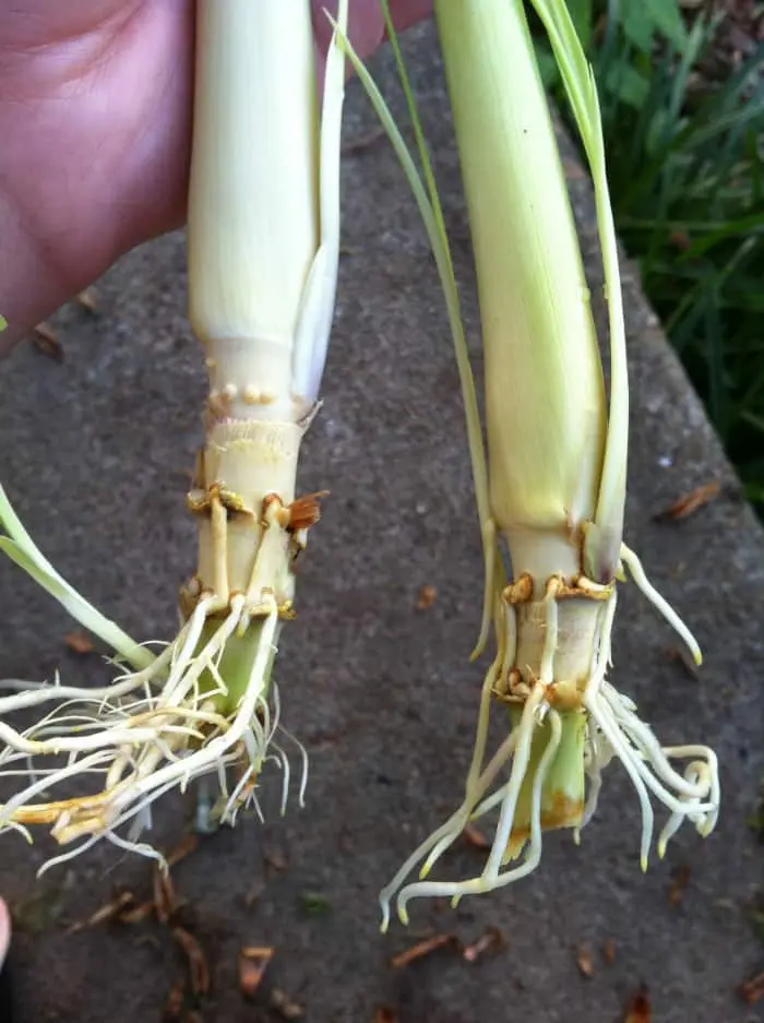 How Chinese lemongrass reproduces