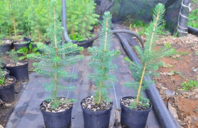 How conifers reproduce