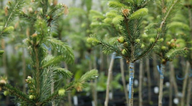 How conifers reproduce