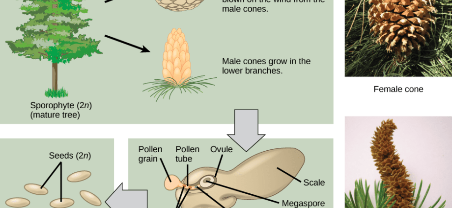 How conifers reproduce