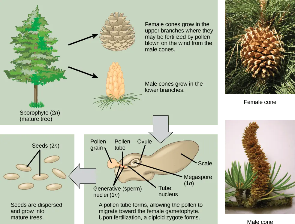 How conifers reproduce