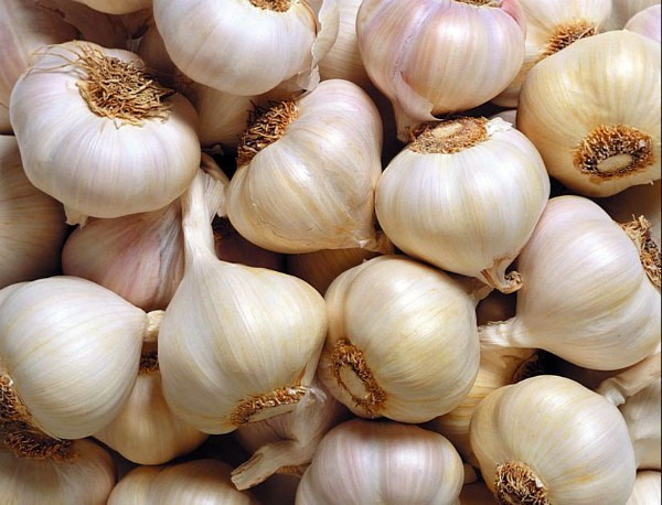 How deep to plant garlic before winter in different regions