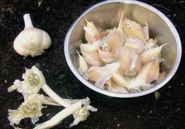 How deep to plant garlic before winter in different regions