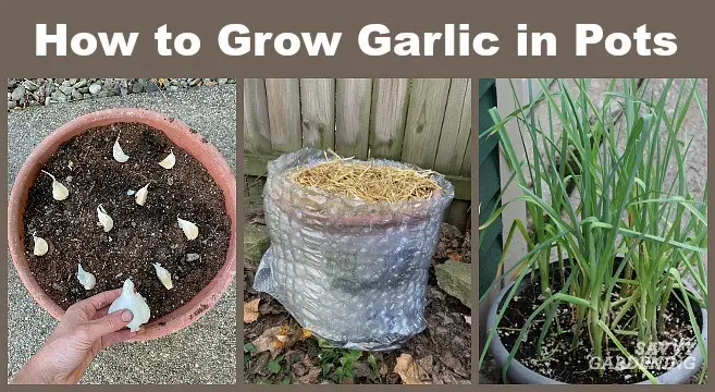 How deep to plant garlic before winter in different regions