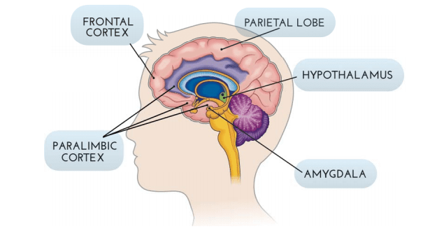 How do hormones affect the brains of men and women?