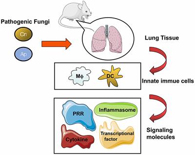 How do I know when BA.5 has attacked the lungs? Warning signs. It must not be ignored