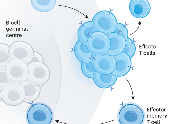 How do viruses &#8216;cheat&#8217; the immune system? Scientists have found the answer