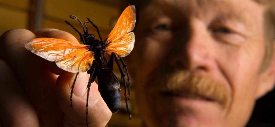 How does a hornet sting hurt? Jason Schmidt got bitten by the worst insects in the world