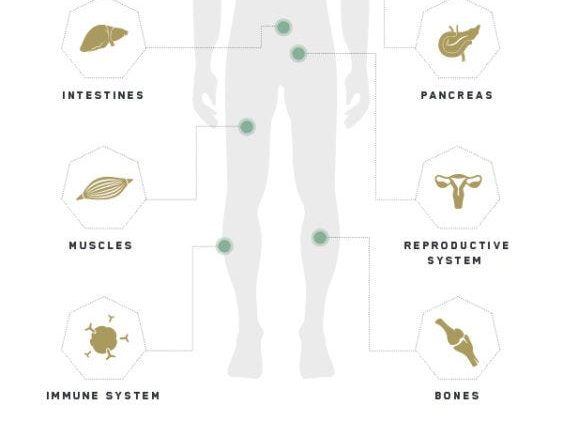 How does CBD hemp oil work on our body? See all the benefits