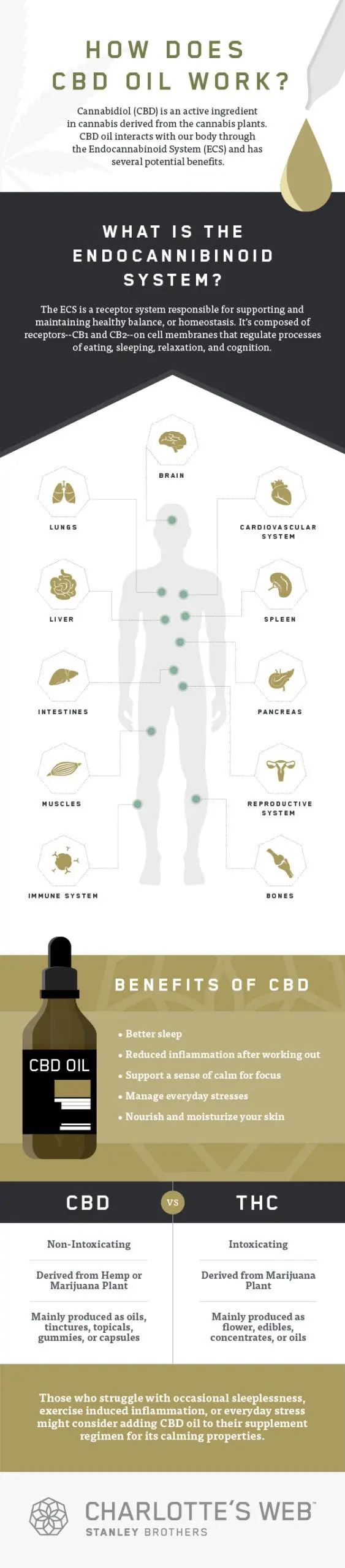 How does CBD hemp oil work on our body? See all the benefits